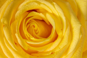 обоя цветы, розы, цветок