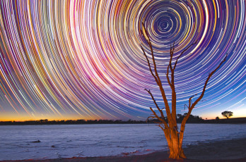 обоя природа, побережье, дерево