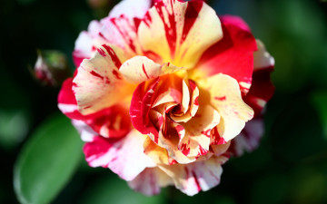 обоя цветы, розы, двухцветная, роза, макро