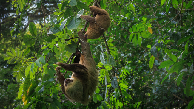 Обои картинки фото животные, ленивцы, ленивец