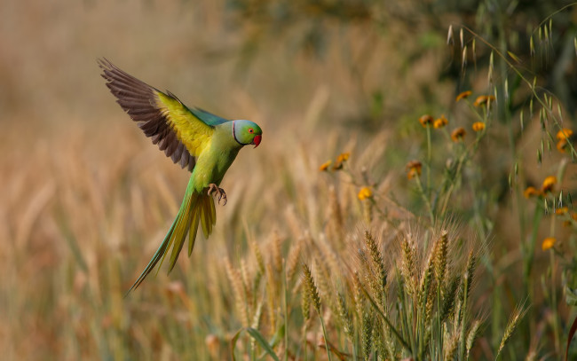 Обои картинки фото животные, попугаи, птица