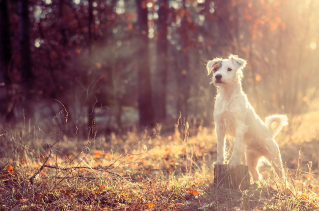Обои картинки фото животные, собаки, собака, джек-рассел, пень, трава, листья, хворост, лес, осень