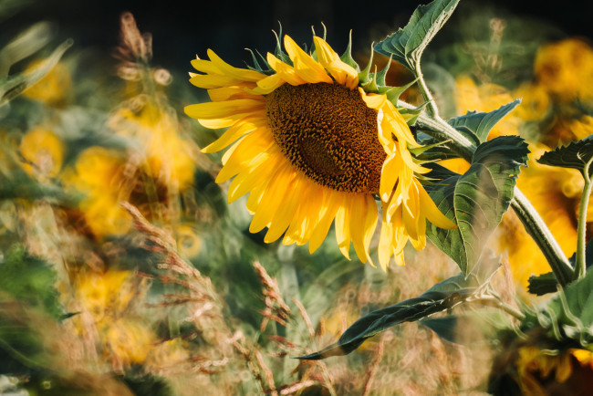 Обои картинки фото цветы, подсолнухи