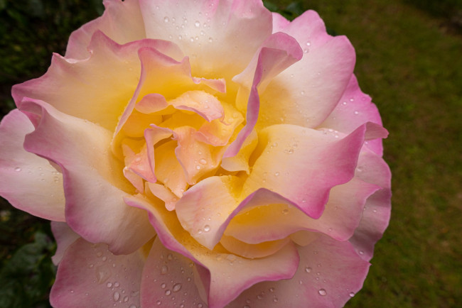 Обои картинки фото цветы, розы, розовая, роза, капли, макро