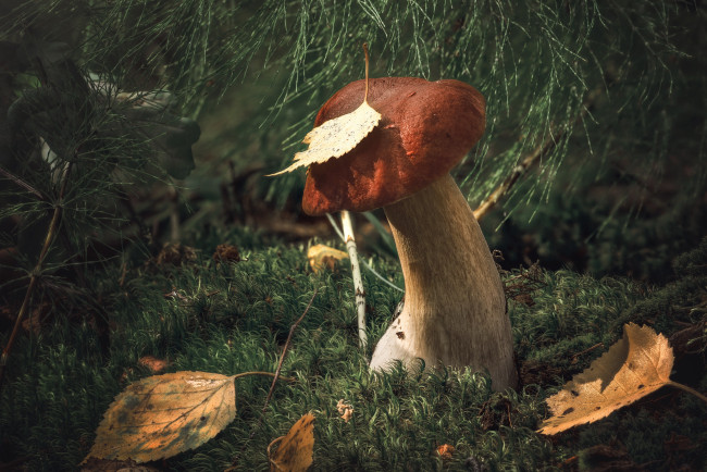 Обои картинки фото природа, грибы, гриб