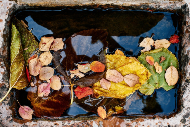 Обои картинки фото природа, листья