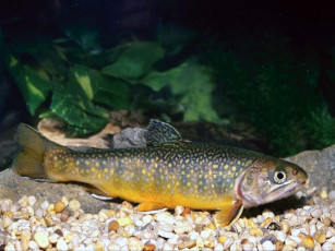 Картинка вкусненькая рыбка животные рыбы