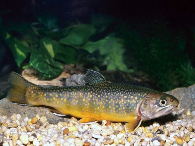 Обои картинки фото вкусненькая, рыбка, животные, рыбы