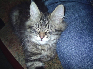 обоя виски, животные, коты