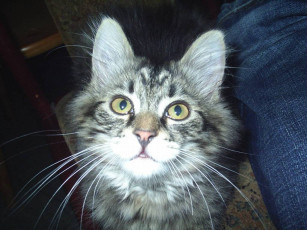 Картинка виски животные коты