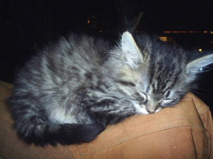 обоя виски, животные, коты