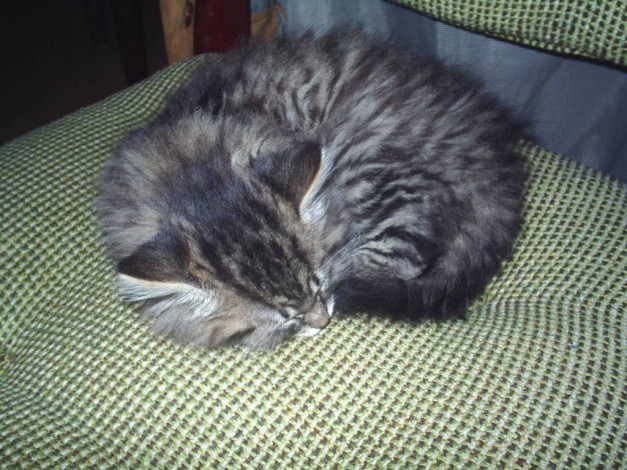 Обои картинки фото виски, животные, коты