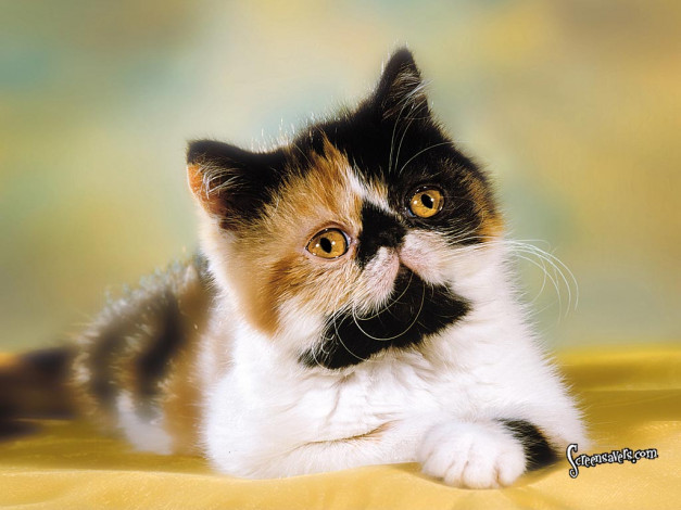 Обои картинки фото животные, коты