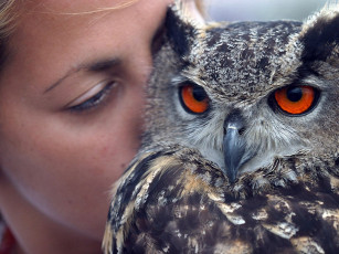 Картинка автор samshit животные совы