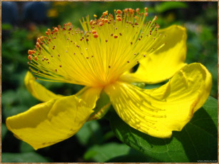 Картинка цветы