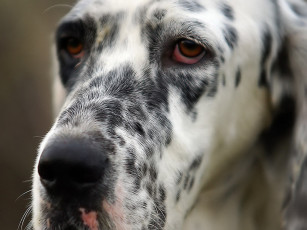 Картинка дробков сергей старый охотничий пёс животные собаки