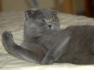 Картинка овод после спортзала играем мышцами животные коты