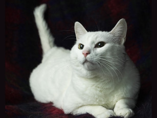 Картинка rarus кошак животные коты