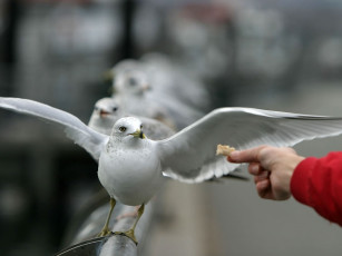 Картинка samshit не оскуднеет рука дающего животные Чайки бакланы крачки