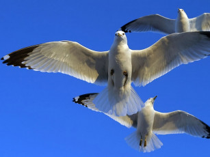 обоя samshit, под, небом, голубым, животные, Чайки, бакланы, крачки