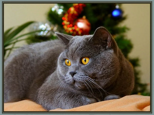 Картинка vld аристократ животные коты