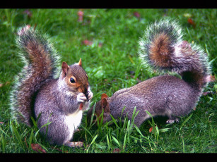 Картинка животные белки