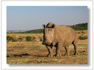 Картинка животные носороги