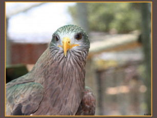 Картинка животные птицы хищники