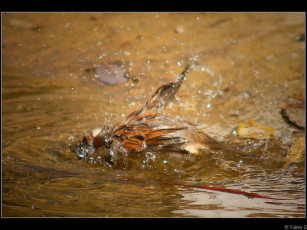 Картинка животные воробьи