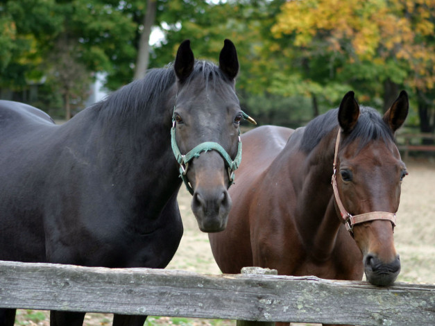 Обои картинки фото автор, samshit, животные, лошади