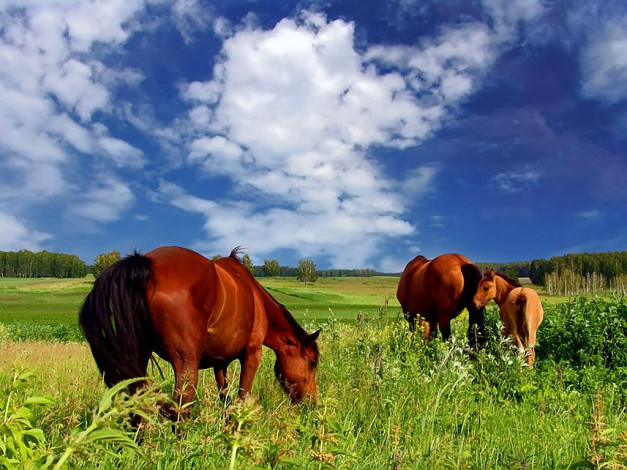 Обои картинки фото данил, ромодин, там, где, прошло, детство, животные, лошади