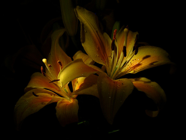 Обои картинки фото rarus, лилии, цветы, лилейники