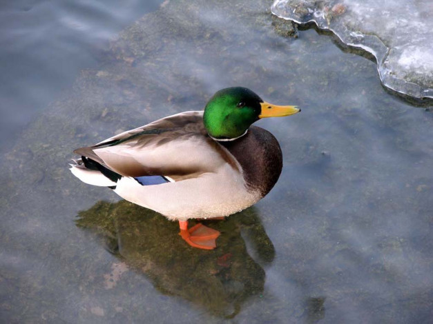 Обои картинки фото sanguis, утка, зелёной, головой, животные, утки