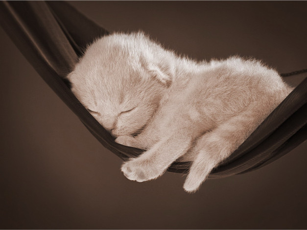 Обои картинки фото животные, коты