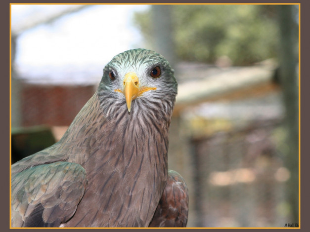 Обои картинки фото животные, птицы, хищники