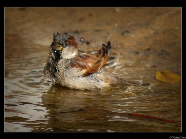 Обои картинки фото животные, воробьи