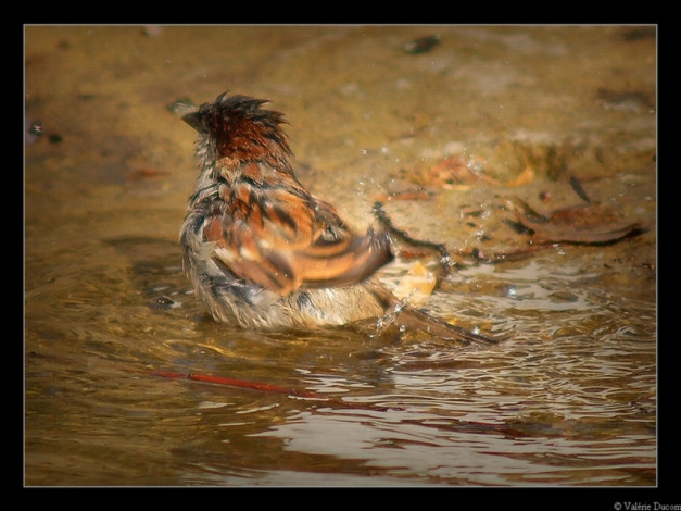 Обои картинки фото животные, воробьи