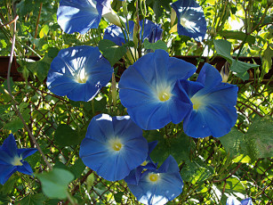 Картинка цветы вьюнки ипомеи