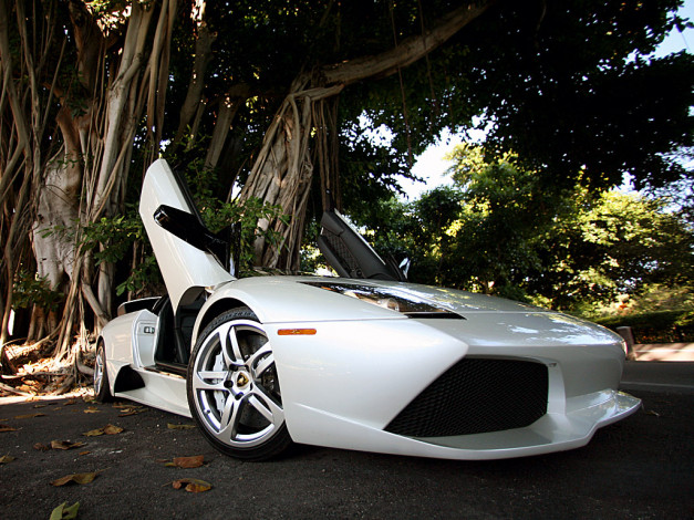 Обои картинки фото автомобили, lamborghini