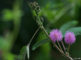 Картинка цветы