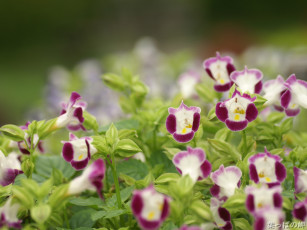 Картинка цветы