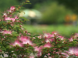 Картинка цветы акация