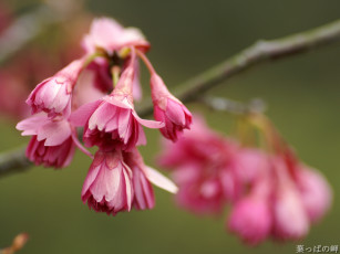 Картинка цветы цветущие деревья кустарники
