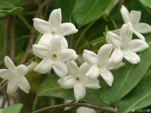 Картинка цветы цветущие деревья кустарники