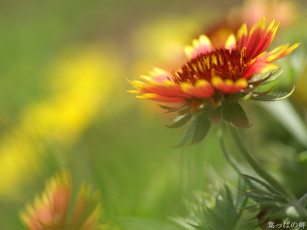 Картинка цветы гайлардии гелениумы