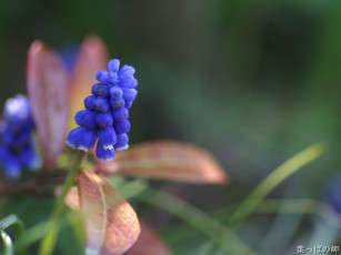 обоя цветы, гиацинты