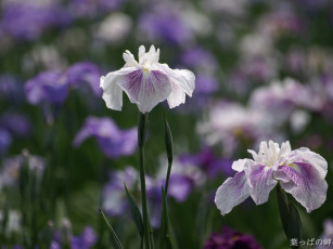 Картинка цветы ирисы