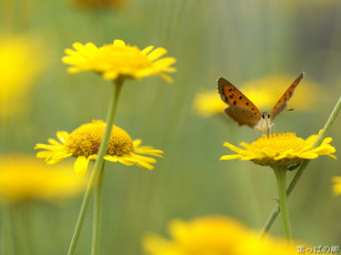 Картинка цветы луговые полевые