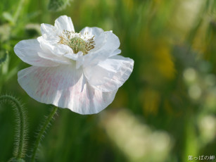 Картинка цветы маки