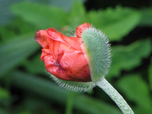 Картинка цветы маки